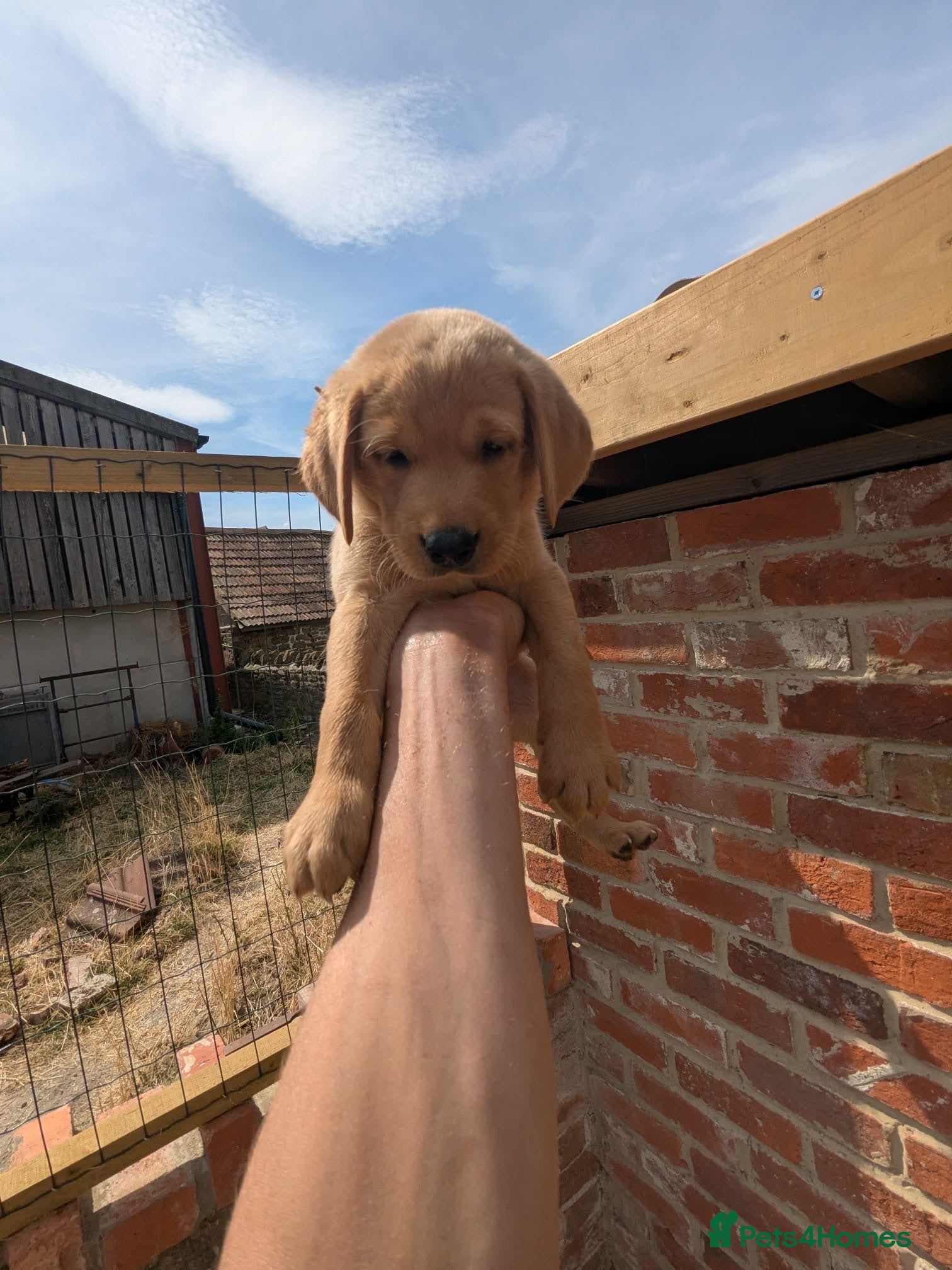 Labrador Retriever dogs KC registered yellow Labrador retriever puppies  - Advert 2