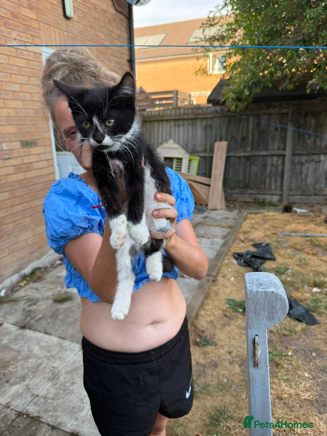Mixed Breed cats for sale: 3 kittens 20 pound in Wigston - Advert 4