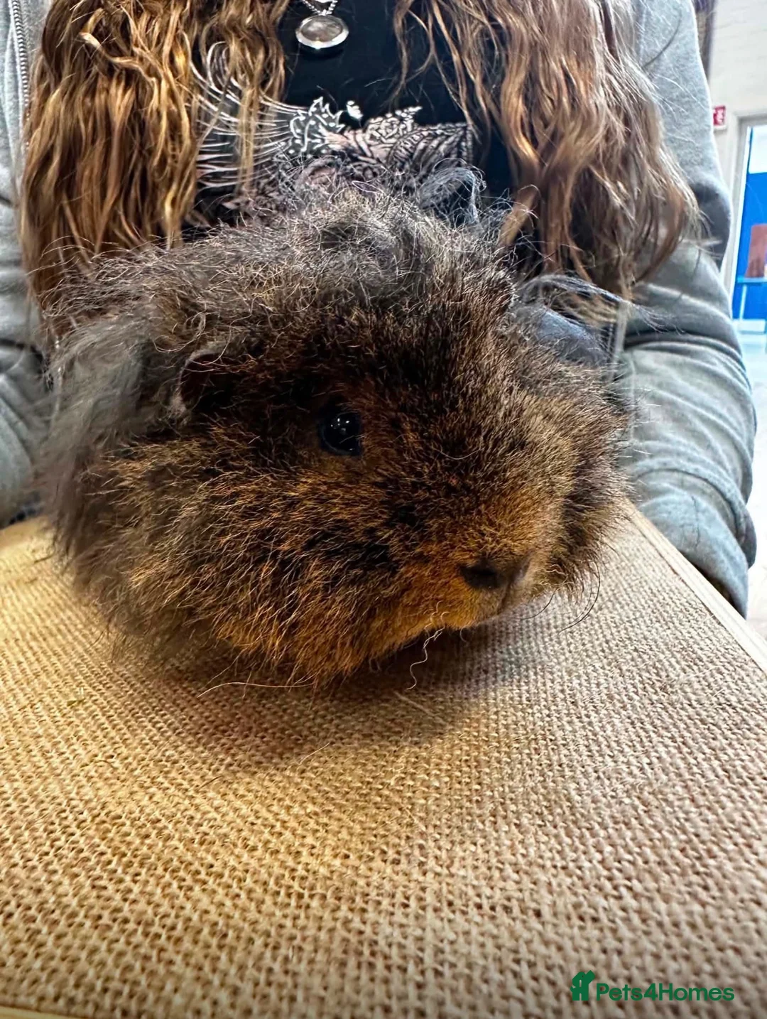 Guinea Pig rodents for sale: Minipli Boar ~ Rare Breed  - Advert 2