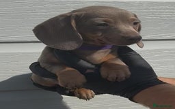 Miniature Dachshund dogs for sale: Miniature Dachshund Puppies  - Image 7