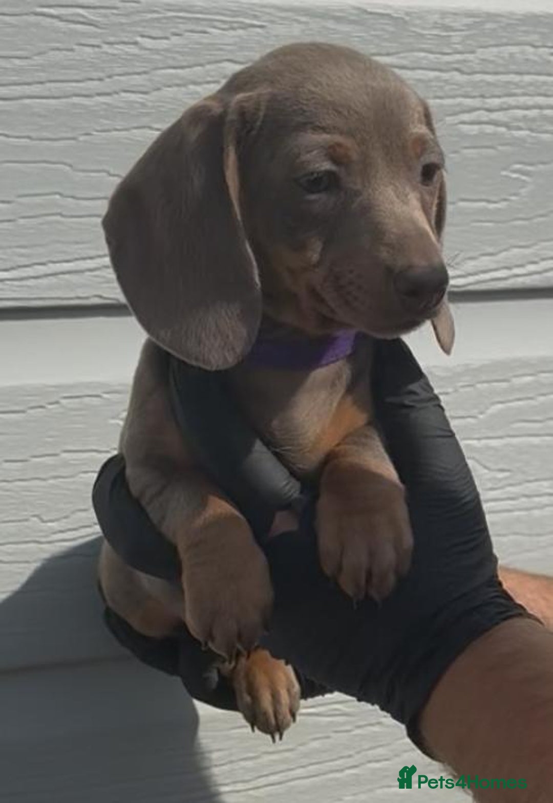 Miniature Dachshund dogs for sale: Miniature Dachshund Puppies  - Image 7