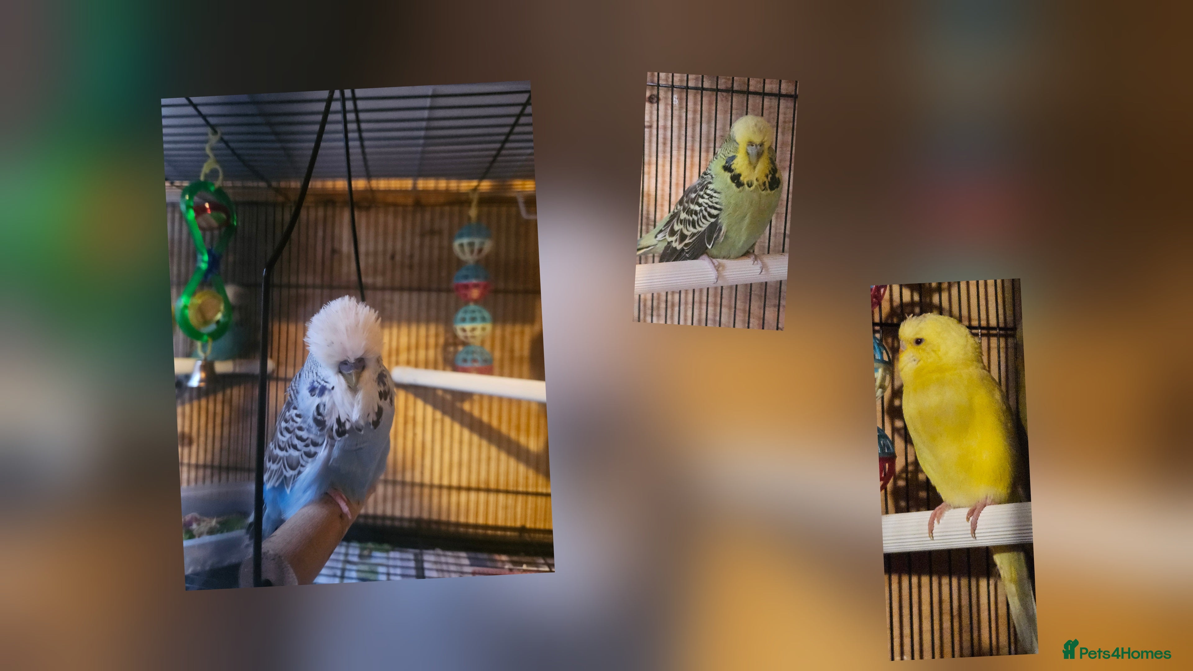 Budgerigars birds Young Budgies for Sale - Advert 19
