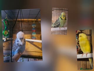 Budgerigars birds Young Budgies for Sale - Advert 19