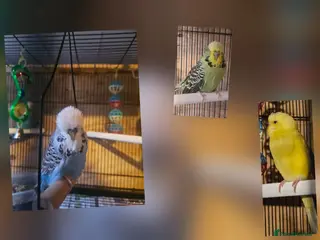 Budgerigars birds Young Budgies for Sale - Advert 15