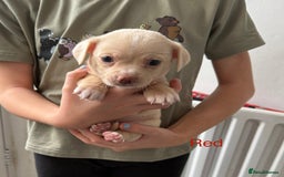 Pomchi dogs for sale: Beautiful Pomchi puppies  - Image 12