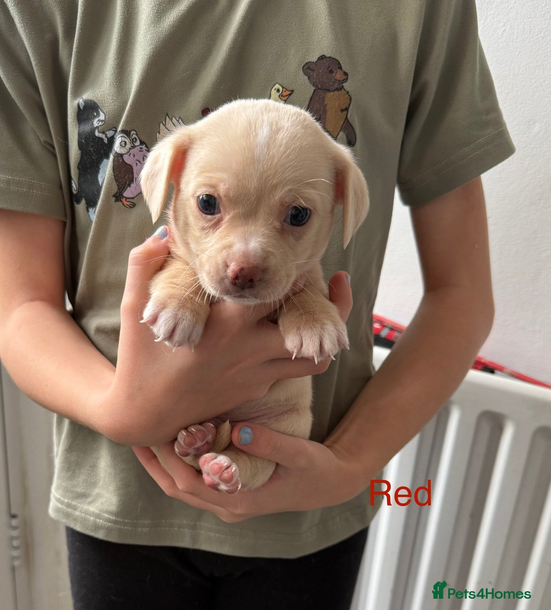 Pomchi dogs for sale: Beautiful Pomchi puppies  - Image 12