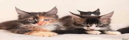 Maine Coon cats for sale: Ready for home pure bred maine coon kittens - Advert 10