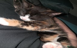 British Shorthair cats for sale: Two female cats - Image 6