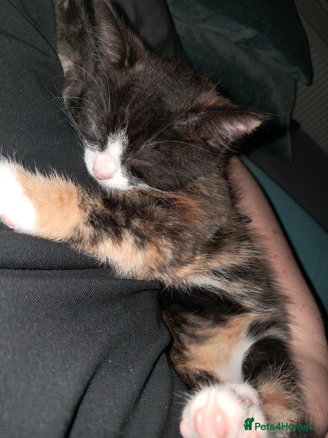 British Shorthair cats for sale: Two female cats - Image 6