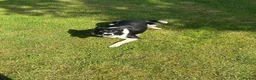 Border Collie dogs for sale: Mick  - Advert 3
