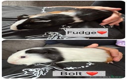 English rabbits for sale: Guniea pigs - Image 2