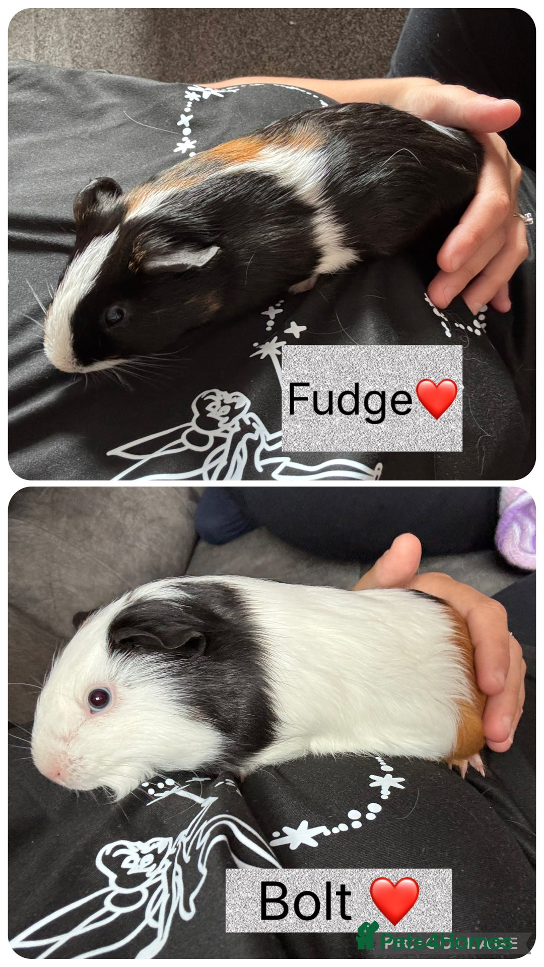 English rabbits for sale: Guniea pigs - Image 2