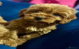 Cavapoo dogs for sale: Ready to go🏡 ONLY girls !  - Image 18