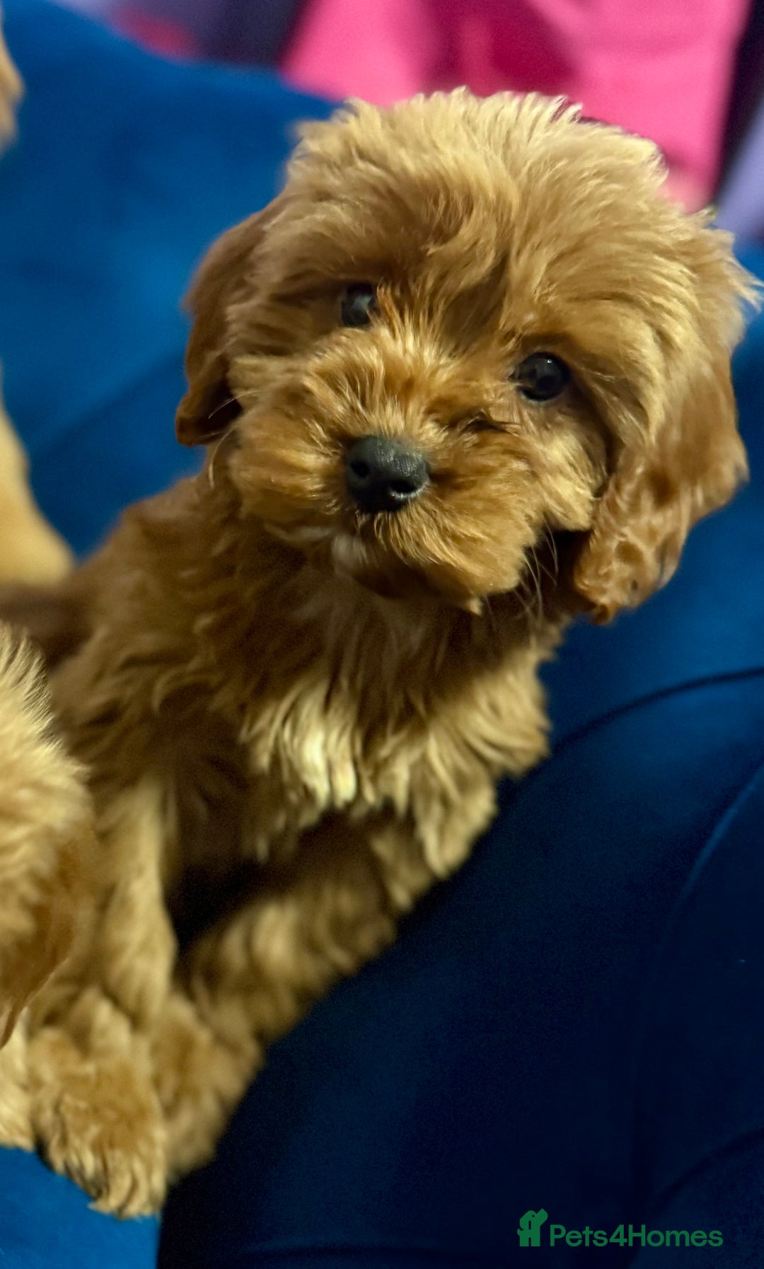 Cavapoo dogs for sale: Ready to go🏡 ONLY girls !  - Image 18