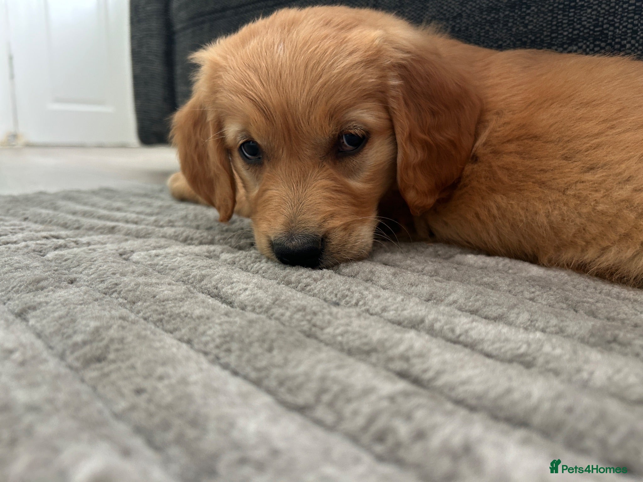 Golden Retriever dogs 🩷READY NOW  Only one girls left 🩷 - Advert 13