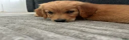Golden Retriever dogs for sale: 🩷READY NOW  Only one girls left 🩷 - Advert 1