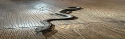 Boa Snake reptiles for sale: Sterling / super fire boa morph  in Bromley - Advert 2