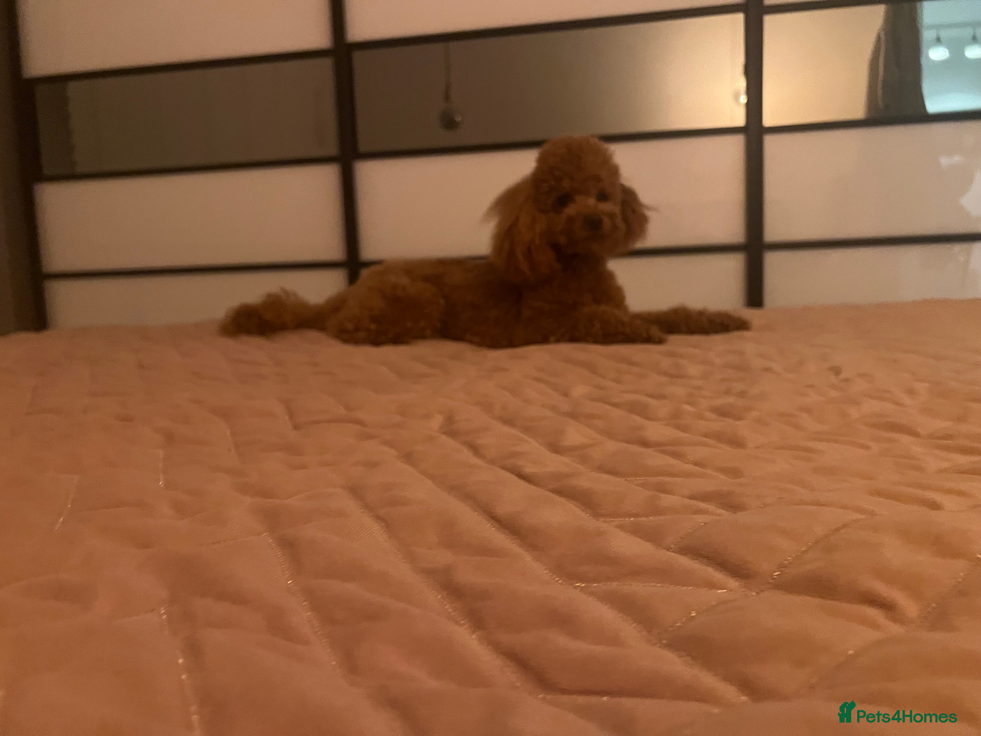 Maltipoo dogs Maltipoo Healthy Boy  - Advert 1