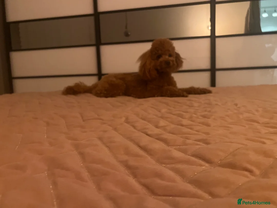 Maltipoo dogs for stud: Maltipoo Healthy Boy  - Advert 1