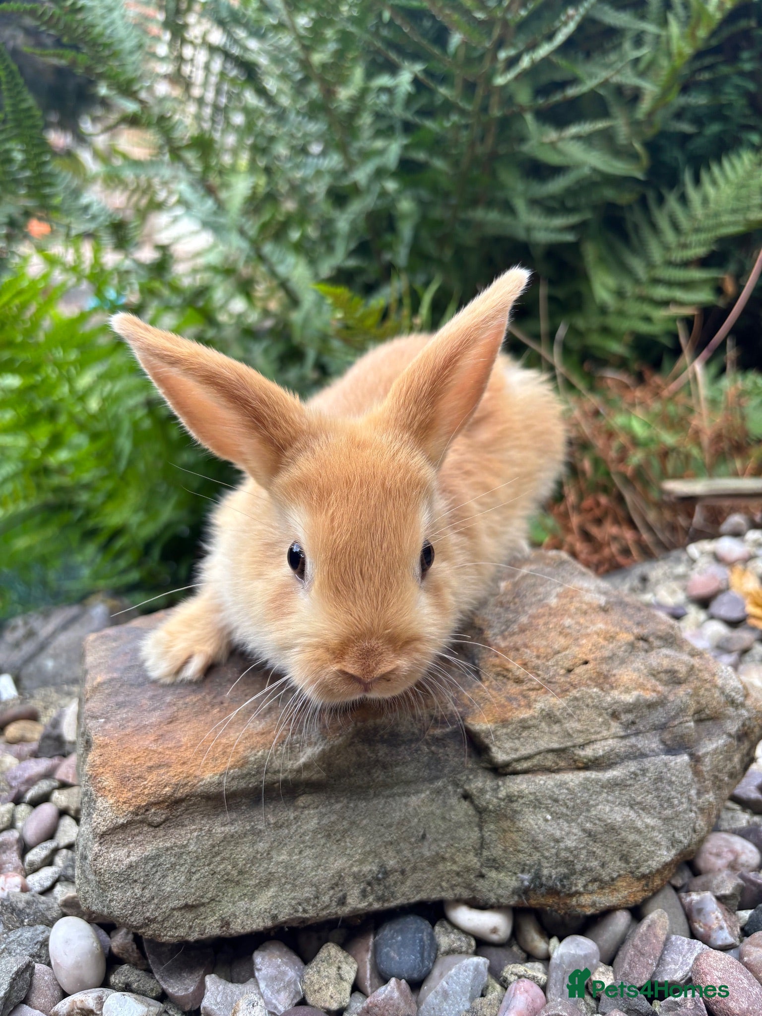Mixed Breed rabbits Mini lop cross - orange chocolate black  - Advert 1