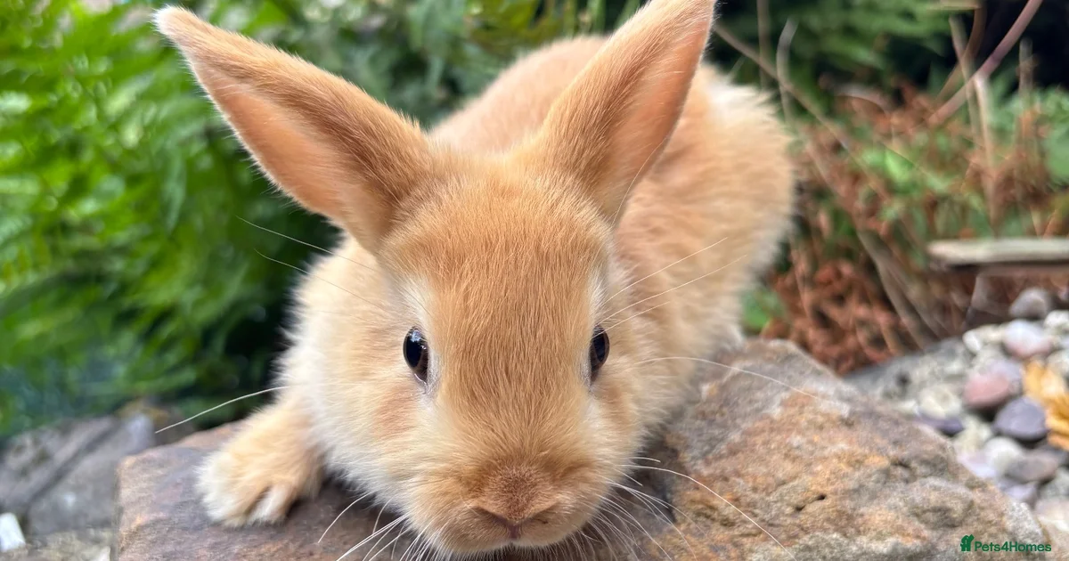 Rabbits for Sale for sale | Pets4Homes