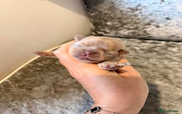 Chihuahua dogs for sale: 🩷Chihuahua puppies Thai genes🩷 - Image 25