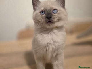 Ragdoll cats - Advert 10