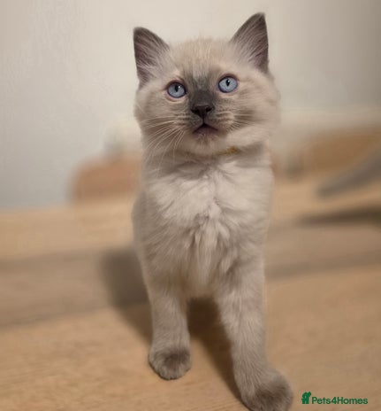 Ragdoll cats - Advert 4