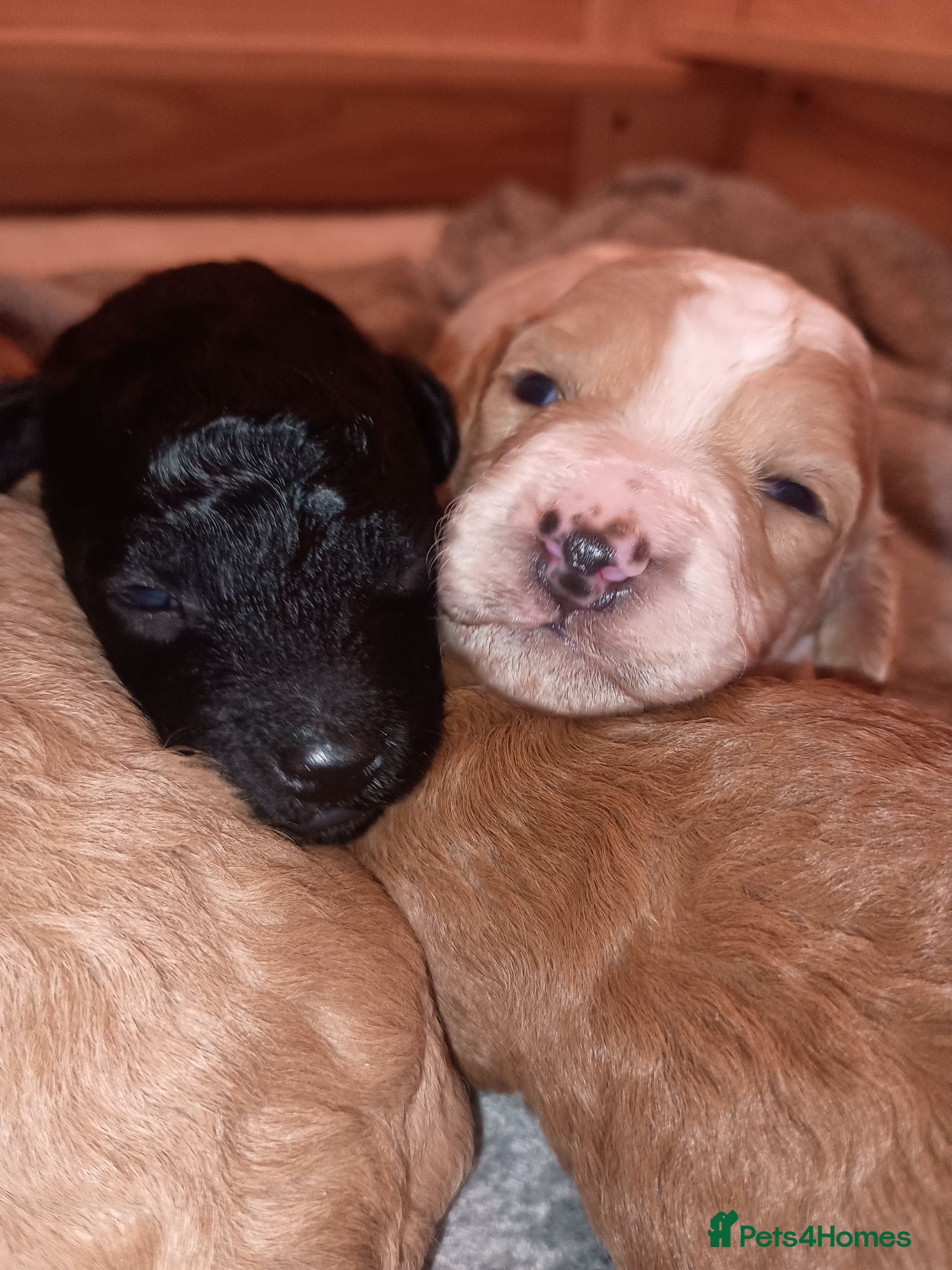 Cavapoo dogs F1BB Cavapoo pups - Advert 2