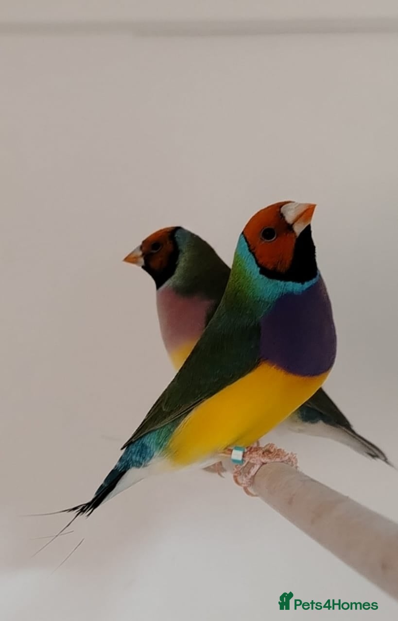 Finches birds Breeding pair Gouldian FINCHES!!!! - Advert 6