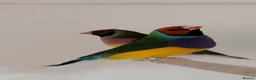 Finches birds for sale: Breeding pair Gouldian FINCHES!!!! - Advert 1