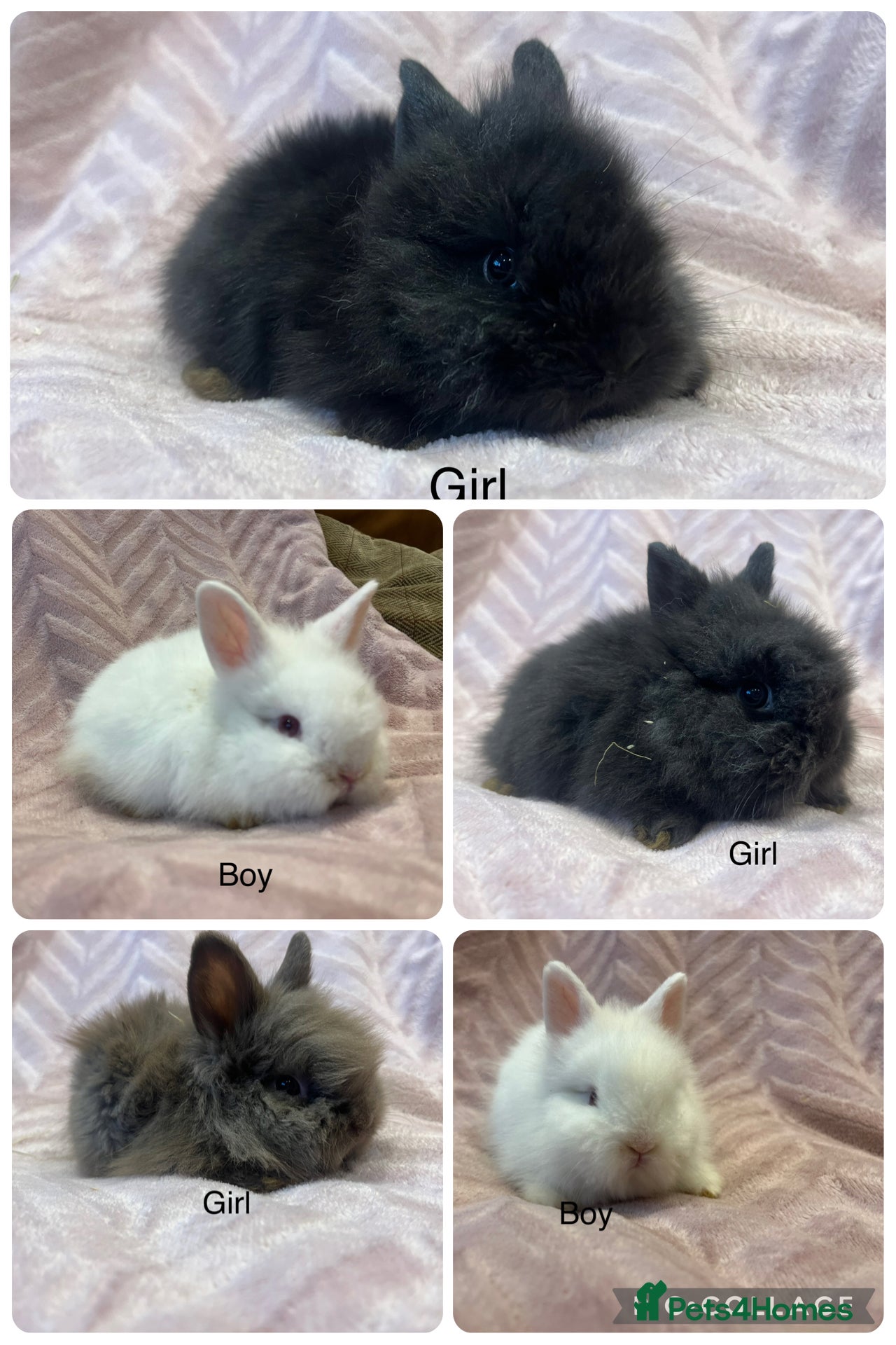 Mini Lop rabbits  mini double maned lionheads  - Advert 1