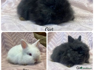 Mini Lop rabbits mini double maned lionheads - Advert 4