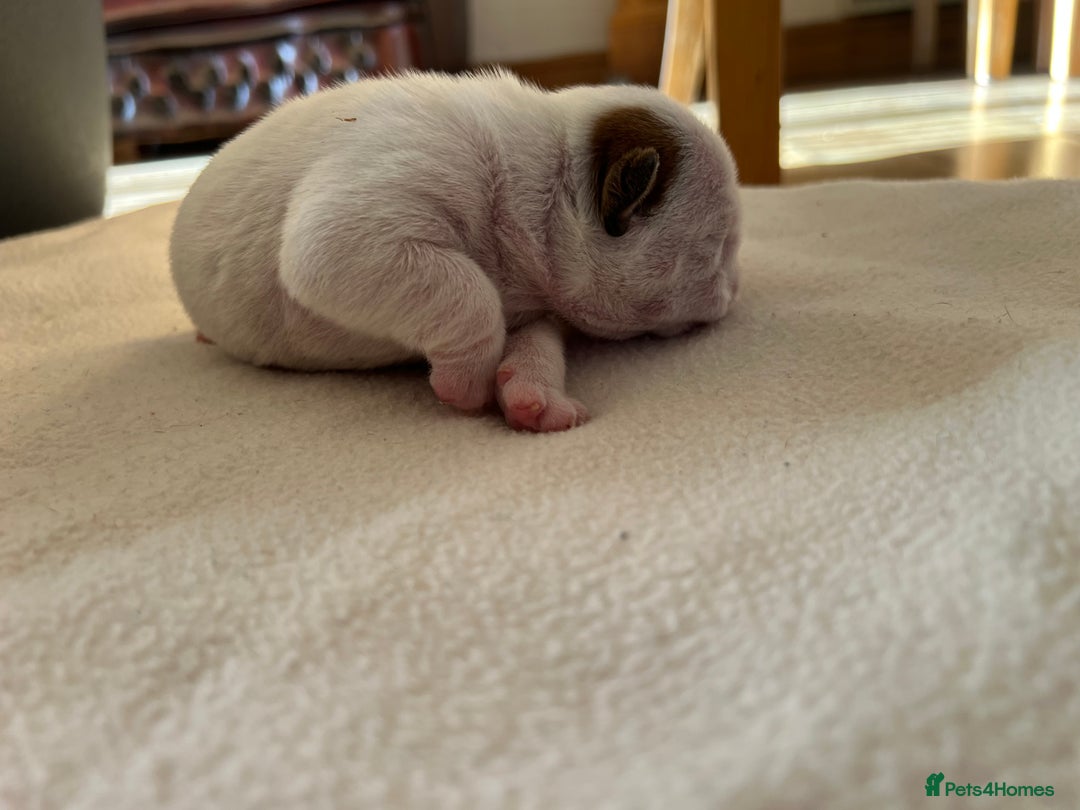 English Bulldog dogs for sale: English bulldogs - Advert 17