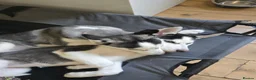 Siberian Husky dogs for sale: Two husky puppies for sale - Advert 2