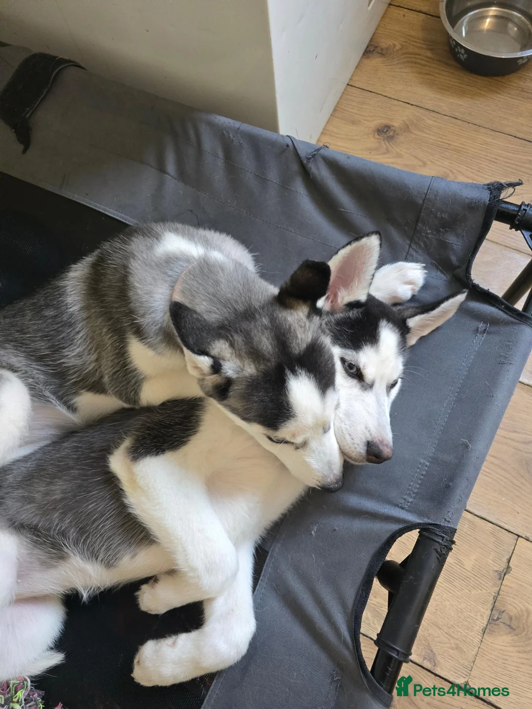 Siberian Husky dogs for sale: Two husky puppies for sale - Advert 2
