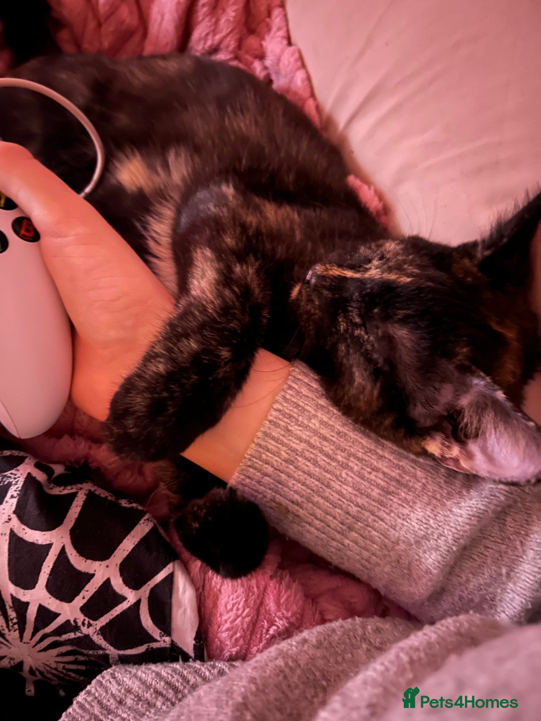 Ragdoll cats for sale: Kitten Ragdoll/ British shorthair - Advert 2