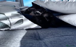 Mixed Breed cats for sale: Two Gorgeous Maine Coon cross Kittens. - Image 4