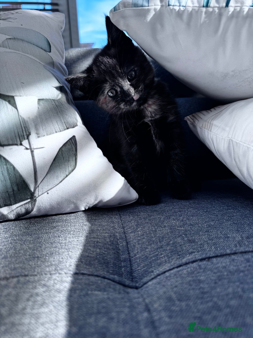 Mixed Breed cats for sale: Two Gorgeous Maine Coon cross Kittens. - Image 4
