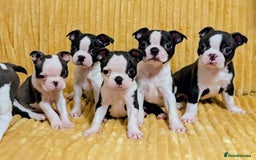 Boston Terrier dogs for sale: Adorable KC reg Boston Terrier Puppies - Image 1