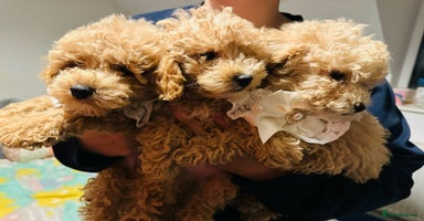 Maltipoo dogs - Advert 9