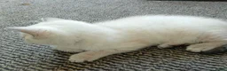 British Shorthair cats for sale: Bsh X Scotish stright kitten colorpoint-girl. - Advert 5