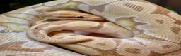 Python Snake reptiles for sale: ❗️Banana Royal Python & Setup❗️ - Advert 3