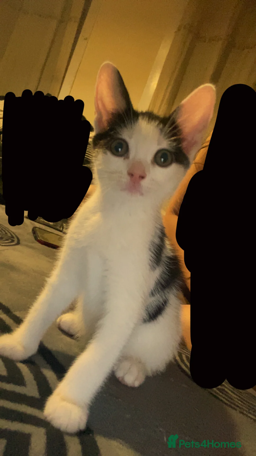 Mixed Breed cats for sale: Kittens  in London - Advert 2