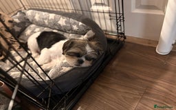 Shih Tzu dogs for sale: 2 6 month old male Shih tzu puppies  - Image 8