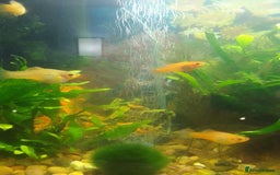 Platies fish for sale: Platy fish x5 - Image 2