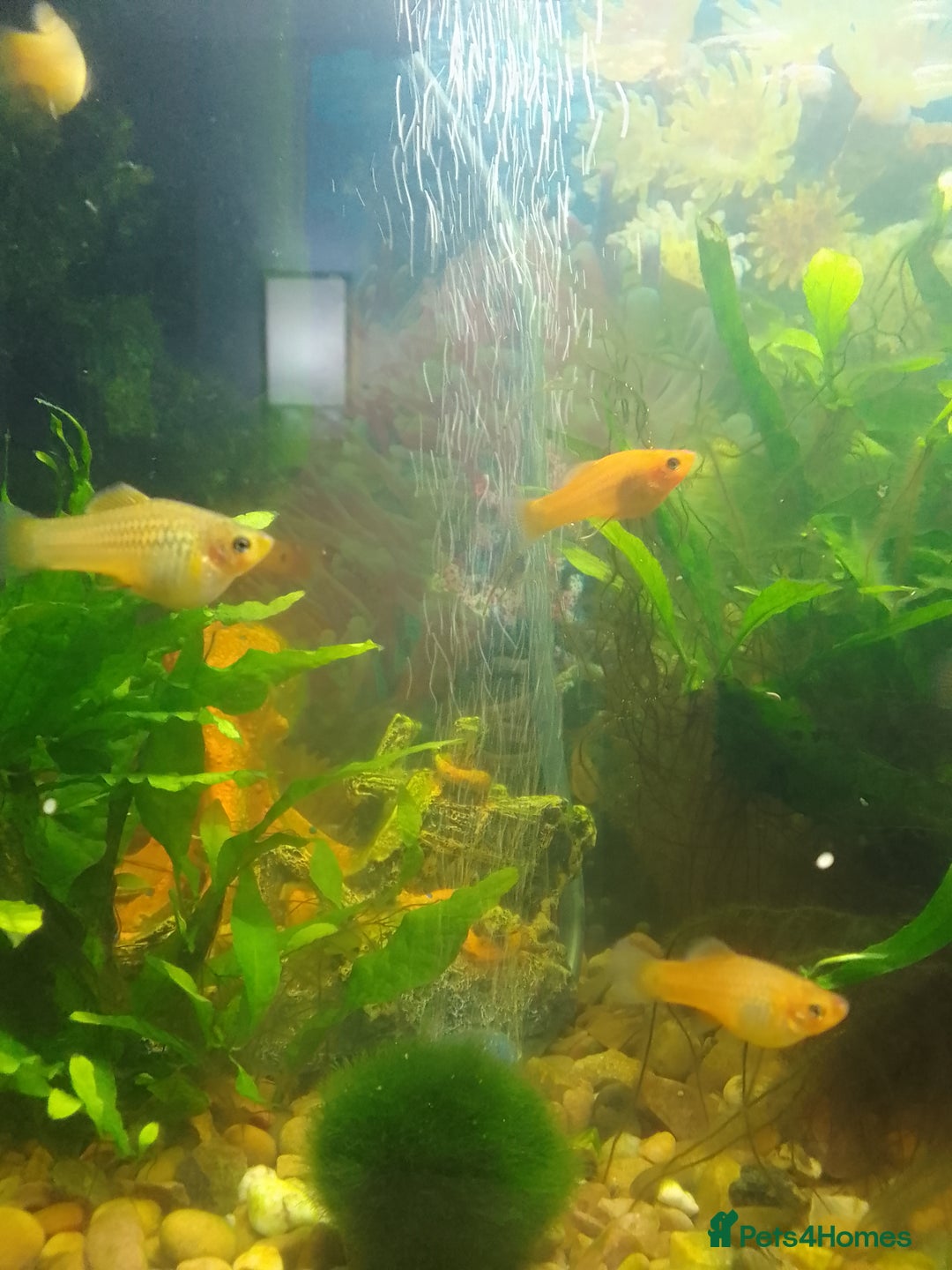 Platies fish for sale: Platy fish x5 - Image 2