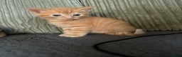 Maine Coon cats for sale: Ginger kittens - Advert 13