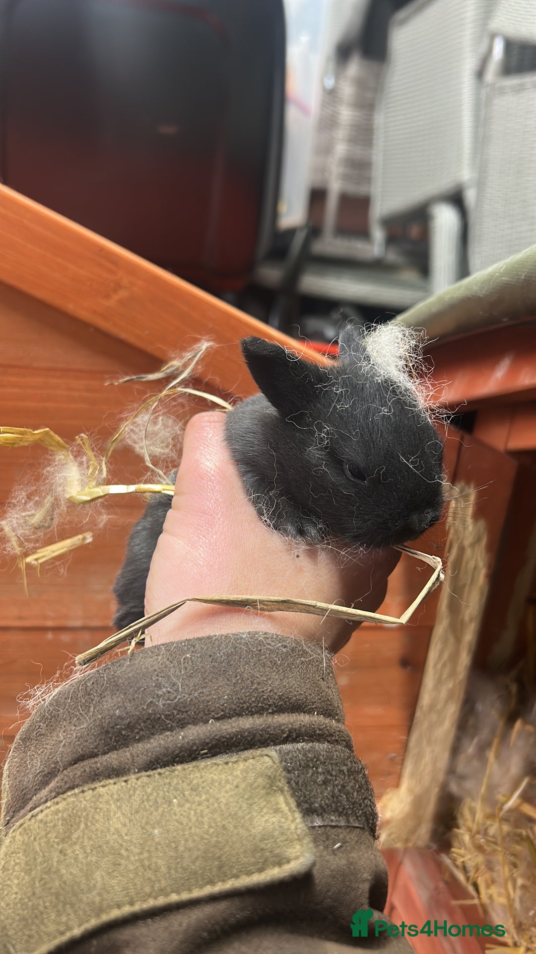 Mixed Breed rabbits for sale: Mini lop x lop  - Advert 3