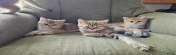 British Shorthair cats for sale: Stunning Purebred Golden BSH Kittens - Advert 5